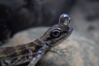 How this lizard learned to "scuba dive"