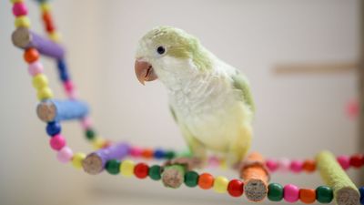 32 tips for taking care of pet birds