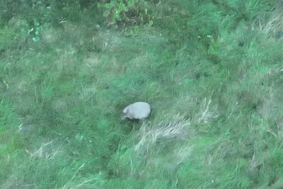 Escaped capybara Cinnamon spotted in drone pictures after escaping Hoo Zoo enclosure