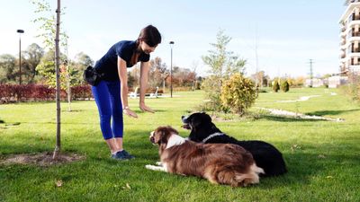 Training multiple dogs at the same time can be tricky, but this expert's advice will help make it easier