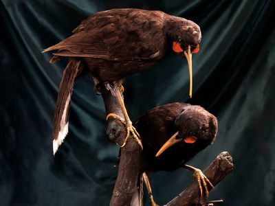 Two ‘precious’ specimens of extinct New Zealand huia bird up for auction in England