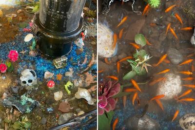 Aquarium With Real Fish Created Around Fire Hydrant “Puddle” Draws Criticism For Its Cruelty