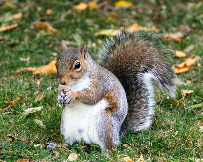 Rush Hour Train Service Canceled After Two Stubborn Squirrels Board 'Without Tickets'