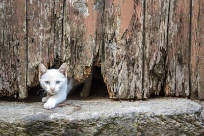 How do cats squeeze through small spaces?