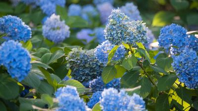 When can you transplant hydrangeas? Expert advice on successfully moving these glorious plants to new parts of your yard