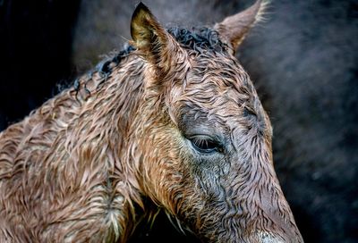 AP PHOTOS: Germany springs to life in vivid scenes of nature