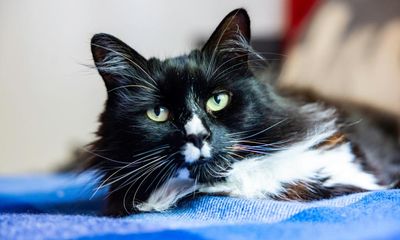 Cat that comforts trafficked women in London safe house is feline of the year