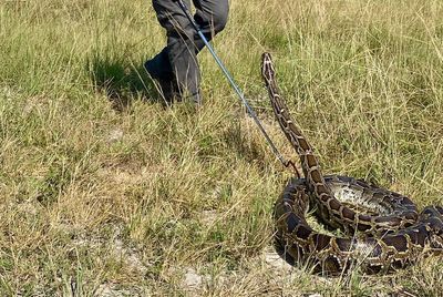 Scores of invasive pythons captured in Florida including nearly 10ft snake