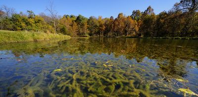 Invasive species are reshaping aquatic ecosystems, one lake at a time