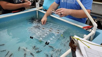 Endangered sea corals moved from South Florida to the Texas Gulf Coast for research and restoration