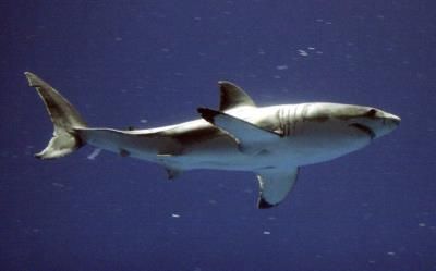 German Tourist Dies In Rare Shark Attack Near Canary Islands