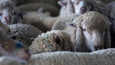 Wool growers facing tough conditions ahead of levy vote