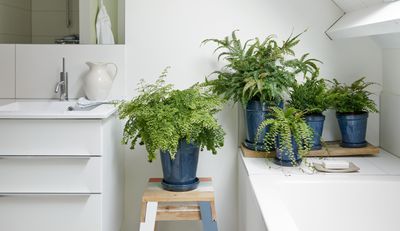 How Often Should You Water Houseplants? Expert Advice on What to Do to Keep Plants Healthy