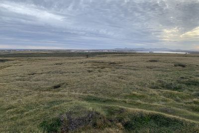 Falkland Islands ‘were covered in lush rainforest up to 30 million years ago’