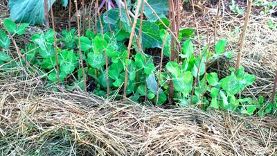 I worked as a professional in kitchen gardens across the UK – here are my tips for choosing the best organic mulch for a vegetable garden