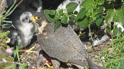 Rock climbers help Yosemite peregrine falcons back to the skies as conservation scheme scales new heights