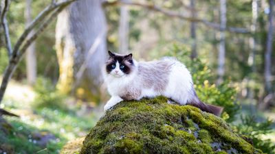 32 types of show-breed cats