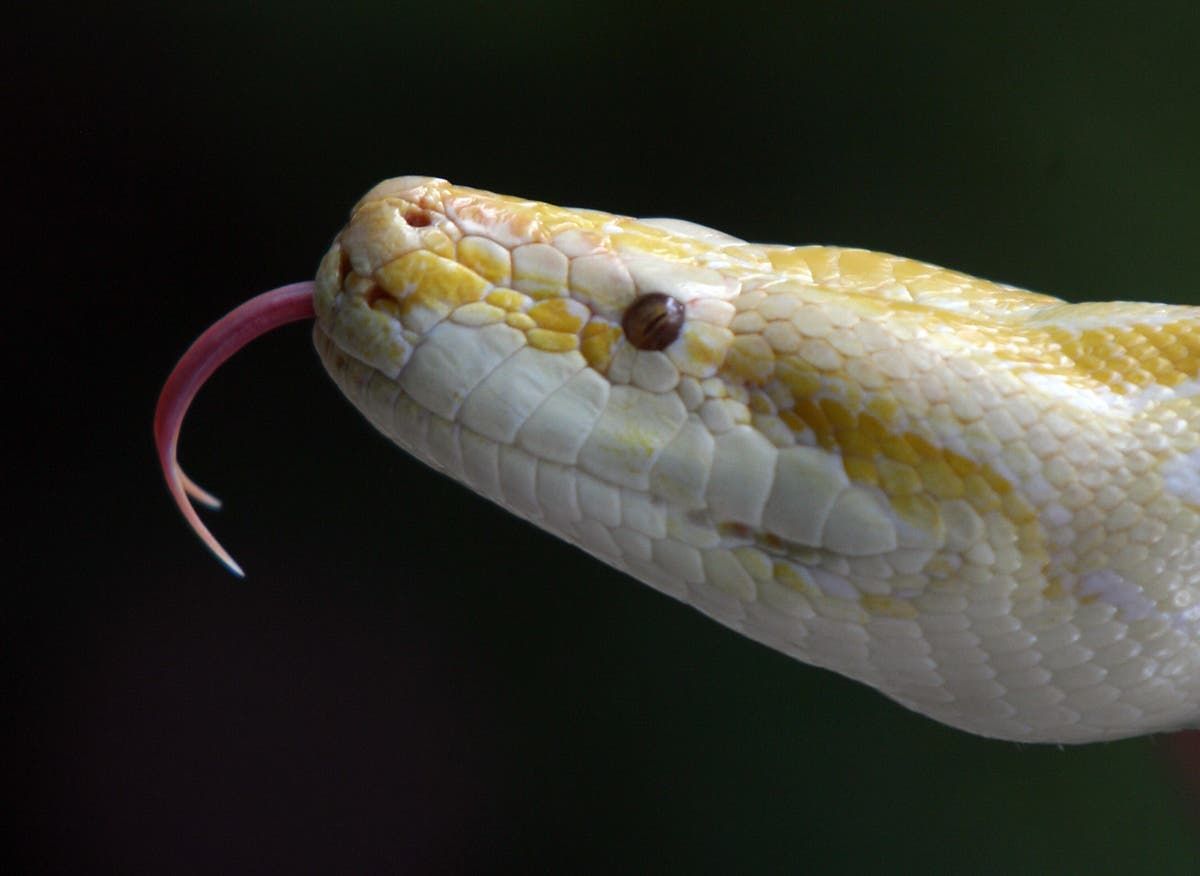 Huge python grabs Thai woman in her kitchen, squeezes…