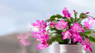 When to Water a Christmas Cactus — You Should Follow This Method for This Moisture-Loving Houseplant