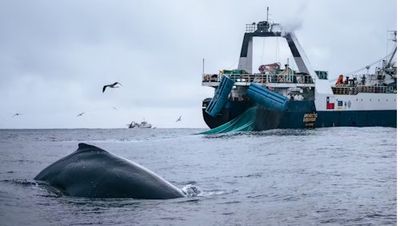 License To Krill: There’s A New Threat To Whales And Its Just as Bad as the Last One