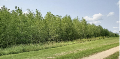 Invasive caterpillars can make aspen forests more toxic for native insects – a team of ecologists explains how