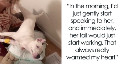 Puppy Is Frozen By Rare Disease, Recovers And Takes First Steps Despite Nobody Believing