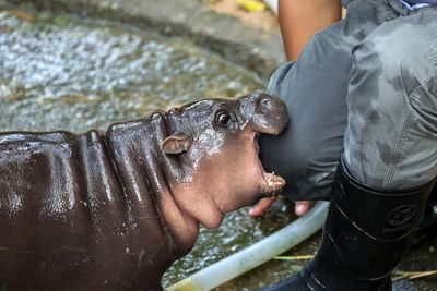 A baby pygmy hippo named Moo Deng: she is all we want to look at