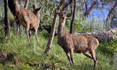 ‘Australia’s next rabbit plague’: calls for feral deer in Victoria to be considered a pest instead of wildlife