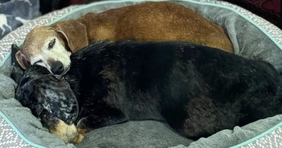 Shelter Dog Loses Her Best Friend Of 17 Years, But Then Vintage Pet Rescue Found His Plushie Twin