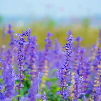 How to prune salvias - an essential guide to ensure beautiful blooms