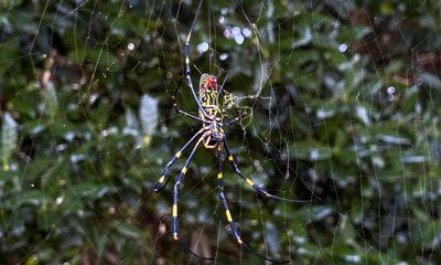 Giant invasive joro spiders spotted for first time in Pennsylvania