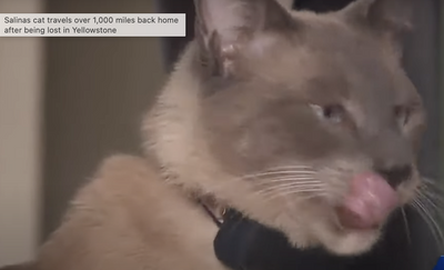 Pet Cat Lost in Yellowstone Makes Fantastic 1,000-Mile Journey Back Home to California