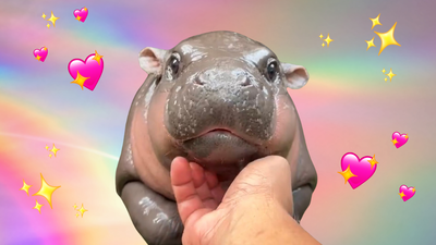 Viral Chaos Hippo Moo Deng Is Getting Her Own 24-Hour Live Feed For Fans & Sign Me The Fuck Up