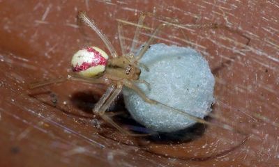 Country diary: Candy-striped spiders are a sweet discovery