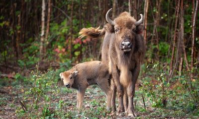 UK’s first ever bison bridges under construction in Kent woodland