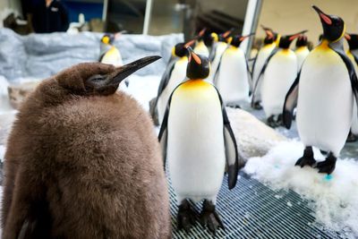 Meet Pesto, a 22-kilogram king penguin chick who’s quickly becoming the latest social media sensation