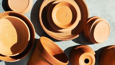 12 plants never to put in terracotta pots – and why these containers could damage them