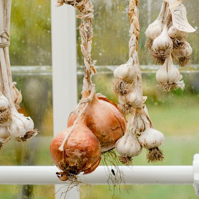 When to harvest onions – here's how to tell if they're ready, and how to store them so they last