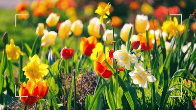 5 bulbs to plant now to guarantee a colourful garden in spring, according to experts