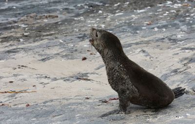 Scientists identify first known outbreak of rabies in seals