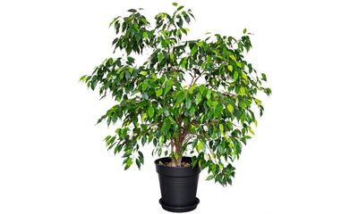 Houseplant of the week: weeping fig