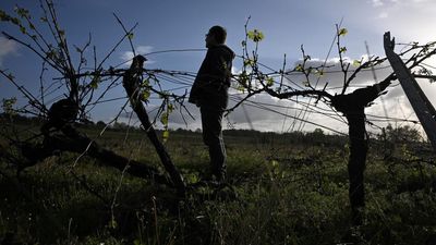 France asks for EU help to destroy 'unprofitable' Bordeaux vines