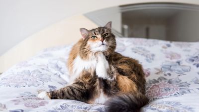 How often do you treat cats for fleas?