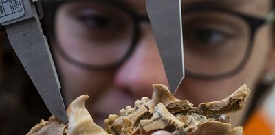 Rare Florida fossil finally ends debate about how porcupine jaws and tails evolved