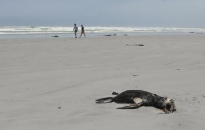 Rabies Outbreak Detected In South African Seal Population