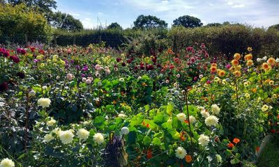 Budding market: hopes of a revival in UK cut-flower production