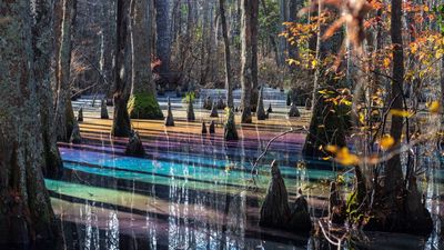 Rainbow swamp: The flooded forest in Virginia that puts on a magical light show every winter