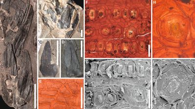 Fossils from lush 53 million-year-old South Pole rainforest discovered in Tasmania