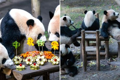 “Panda’s Tea Party”: Four Pandas Steal The Show With Cute Picnic At Zoo’s Mid-Autumn Festival