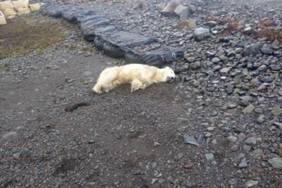 Rare Polar Bear Shot In Iceland After Threatening Village